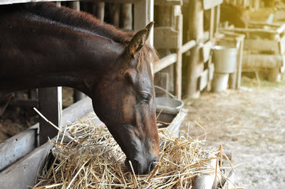 Need Help for Your Horses Breathing Issues?