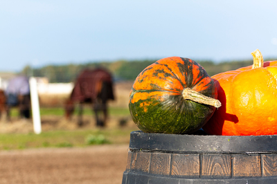 5 Ways to Enjoy Halloween with Your Horse