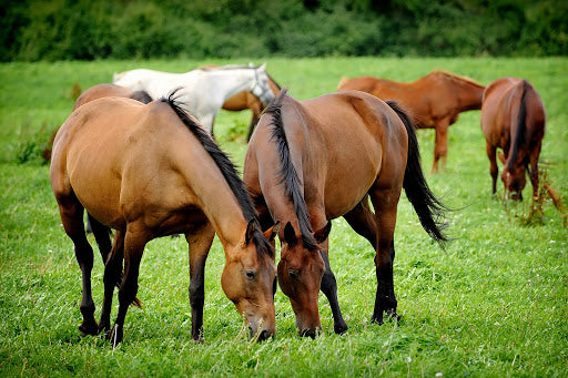 Does Your Horse Suffer from Insulin Resistance or Cushing’s Disease? Their Diets Play a Key Role.