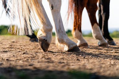 Joint Issues in Equines