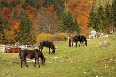 A Fall Bucket List for You and Your Horse