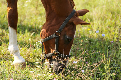 Fall Feeding Tips for Horses