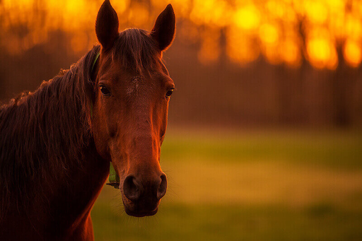 Common Autumn Equine Health Challenges