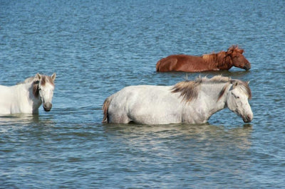 Horse Swimming Safety: Enjoying Water Activities Safely with Your Horse