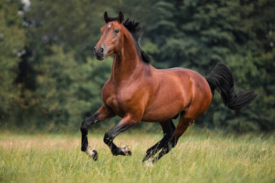 Respiratory Issues in Equines