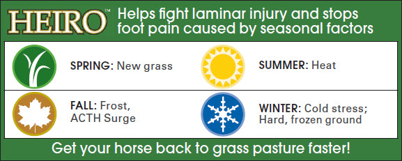 Do You And Your Horse Need A HEIRO?