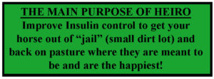 Do You And Your Horse Need A HEIRO?