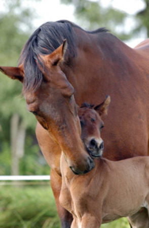 Equine Insulin Resistance Broodmares