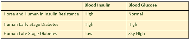 Does My Horse Have Horse Diabetes?