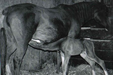 Equine Insulin Resistance Broodmares