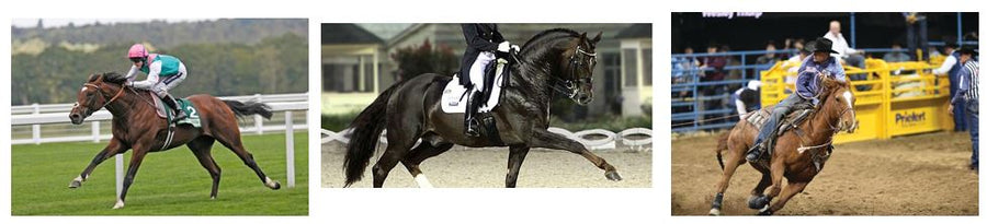 Horse Joint Supplement: Will My Horse Get A Positive Test if I Use Comfort Quik Hemp – CBJ On The Day Of A Race?