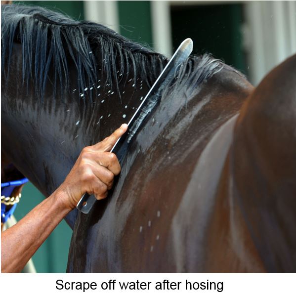 Horse Anhidrosis: What to do in a Crisis?