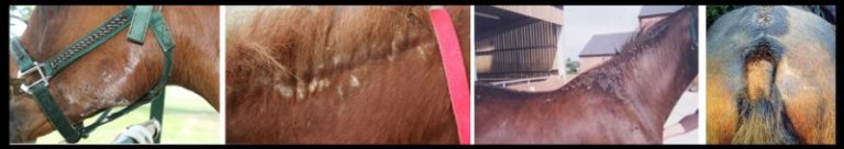 Summer Eczema Horse Summer Itch: What Does It Look Like?