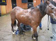 Summer Eczema Horse Summer Itch: What Does It Look Like?